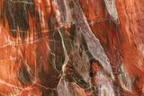Polished, Petrified Wood With Fungal Rot - Arizona #185091-2